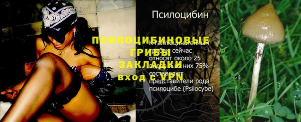стаф Тайга