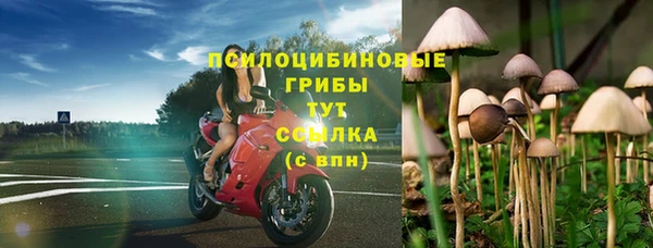 стаф Тайга